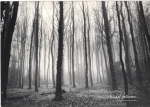 Brume.JPG