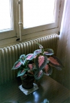 plante.JPG